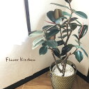 (観葉) フィカス バーガンディ 8号鉢 北欧スタイルカゴつき 【全国送料無料】育てやすい 鉢植え 御祝 開店祝 開業祝 新築祝 引越祝 結婚祝 新生活 インテ...