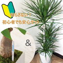 初心者でも安心!観葉植物 ドラセナ コンシンネ 8号鉢 サスティーLサイズのセット 【送料無料】育てやすい 鉢植え 御祝 開店祝 新築祝 引越祝 結婚祝 新生活...