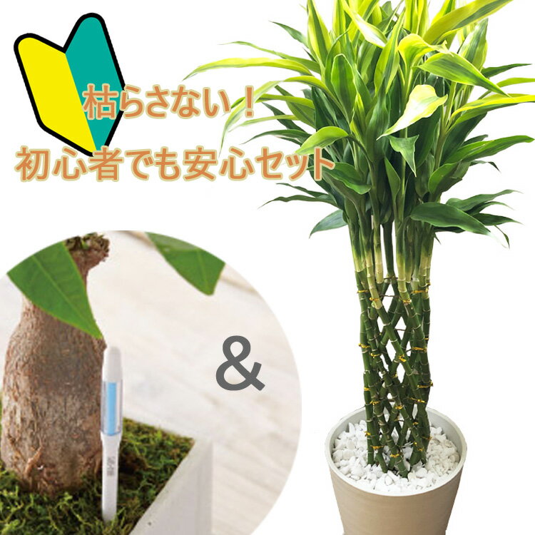 ドラセナ 初心者でも安心！観葉植物 ドラセナ サンデリアーナ 8号鉢 サスティーLサイズのセット 【送料無料】 ミリオンバンブー 育てやすい 鉢植え 御祝 開店祝 新築祝 引越祝 結婚祝 新生活 インテリア 大型 インテリア　おしゃれ ギフト FKTK