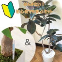 初心者でも安心!観葉植物 フィカス バーガンディ 8号鉢 サスティーLサイズのセット 【送料無料】育てやすい 鉢植え 御祝 開店祝 新築祝 引越祝 結婚祝 新生...
