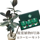 『フィカスバーガンディ8号鉢+スターバックスコーヒーギフトセット』 【送料無料】観葉植物 ゴムの木 フィカス スタバ コーヒー 育てやすい 鉢植え御祝 開店祝 ...