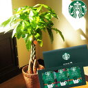 『パキラ7号鉢+スターバックスコーヒーギフトセット』 【全国送料無料】観葉植物 パキラ スタバ コーヒー 育てやすい 鉢植え 御祝 開店祝 新築祝 引越祝 結婚...