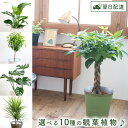 【あす楽】開店祝い 観葉植物 パキラ 鉢植え 7号 鉢 選べる観葉植物 【選べるカゴ付き】【受け皿付き】育てやすい 季節の花鉢シリーズ 鉢植え リポット 販売 ...