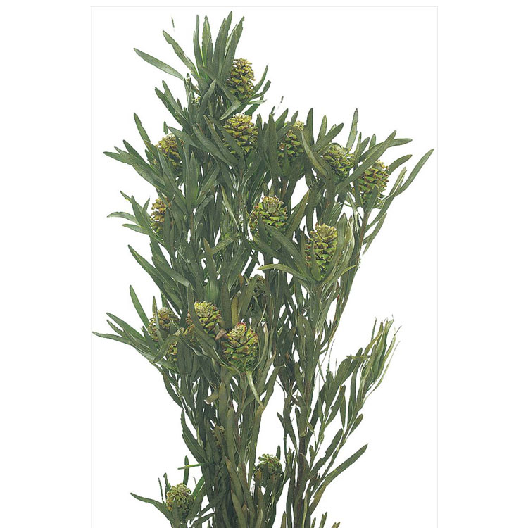 76-2060-700 ץꥶ֥ɥե եȥꥰʥࡦա100g ꡼ 1«̵ֻ ¼ FKTS