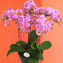 産地直送の花ギフト【A-123】【ミディ胡蝶蘭 5本立ち 6号陶器鉢 ピンク系】椎名洋ラン園こだわりの胡蝶蘭 高級コチョウランお祝い/誕生日/還暦/卒寿/米寿/...