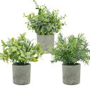 BACUCINEフェイクグリーン観葉植物フェイク鉢植え3個セットミニ人工観葉植物造花グリーンインテリアFAKEPLANT人工グリーン人工植物水やり不要卓上プレゼ...