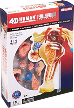 【中古】(未使用品)人体解剖模型 立体パズル 4D HUMAN Anatomy 雌性生殖器解剖モデル #26062