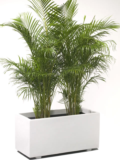 植木鉢 ホワイトプランター 100型 【メーカー直送・日祝指定不可・同梱不可・代引...