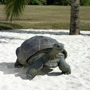 y[J[EsEsEԕiszKpSẌY / Galapagos Tortoise