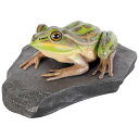 【メーカー直送・同梱不可・代引不可・返品不可】岩の上でくつろぐキンスジアメガエル / Green and Golden Bell Frog