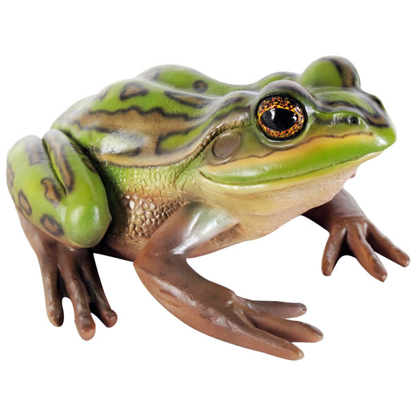 子キンスジアメガエル / Green and Golden Bell Frog
