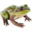 y[J[EsEsEԕiszqLXWAKG / Green and Golden Bell Frog