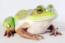 y[J[EsEsEԕiszeLXWAKG / Giant Green and Golden Bell Frog