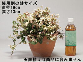 フラワースタンド〔gcs01-70〕使用例鉢