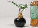 造花 観葉植物 フェイク グリーン 〔2852〕 H16.5cm 〔陶器鉢ブラック〕
