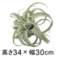 造花 観葉植物 フェイク グリーン #80-947 キセログラフィカL 室内 インテリア おしゃれ