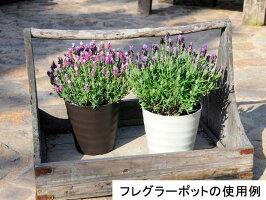 フレグラーポット