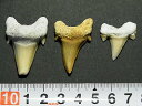 サメの歯 化石 10個セット 鮫の歯 Shark teeth fossils モロッコ産 全国送料無料