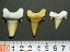 λ  10ĥå λ Shark teeth fossils å ̵