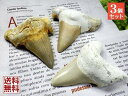  T̎  3΃Zbg 60mmAbv L̎ corax Shark teeth fossilsbRA  No.08