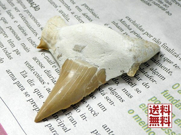 特大 サメの歯 化石 60mm 鮫の歯 corax Shark teeth fossils コレクション モロッコ直輸入 送料無料 No.01