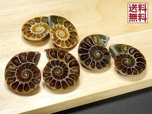 アンモナイト ペアー売り30mm クレオニセラス Ammonite スライス マダガスカル産 送料無料