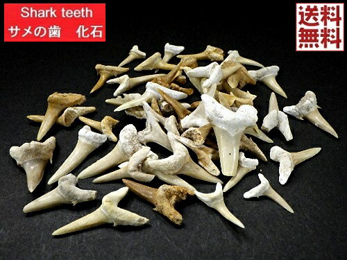 T̎  50gpbN L̎ Shark teeth fossils   A\[gZbg lߍ킹 VjU L archarias taurus bR tHbV S