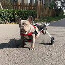 犬用車椅子 完全にサポートされた後ろ足、調節可能な2輪軽量ペットカート スポーツリハビリテーション用 小型 中型 大型動物用車椅子