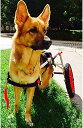 調節可能な2輪ペットカート、犬用車椅子、後足リハビリ用ペットリハビリカート、後足障害のある犬用トレーニングホイール