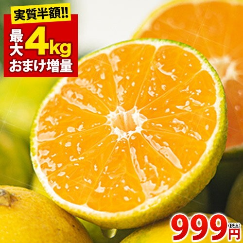 【送料無料】 みかん 訳あり 1kg ご当地 熊本 九州 ミカン 大玉 小玉 不選別 規格外 果物 柑橘 訳アリ 蜜柑 お試し 箱 3kg 5kg 8kg 10キロ 以下 みかん箱 お買い物マラソン 《10月中旬-11月上旬頃より発送予定》|のサムネイル