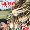 鳥取県産 らっきょう 生 3kg（根付き）予約 らくだ 大きさ不揃い 福部 産地直送 簡単レシピ付き 種苗土 らっきょう漬け はまだ 国産