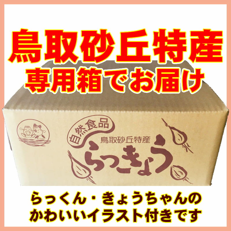 鳥取県産砂丘らっきょう3kg【送料無料】生らっきょう簡単漬けのレシピ付き砂付き根付き茎付き大きさ不揃いらくだ浜田園福部産種苗土