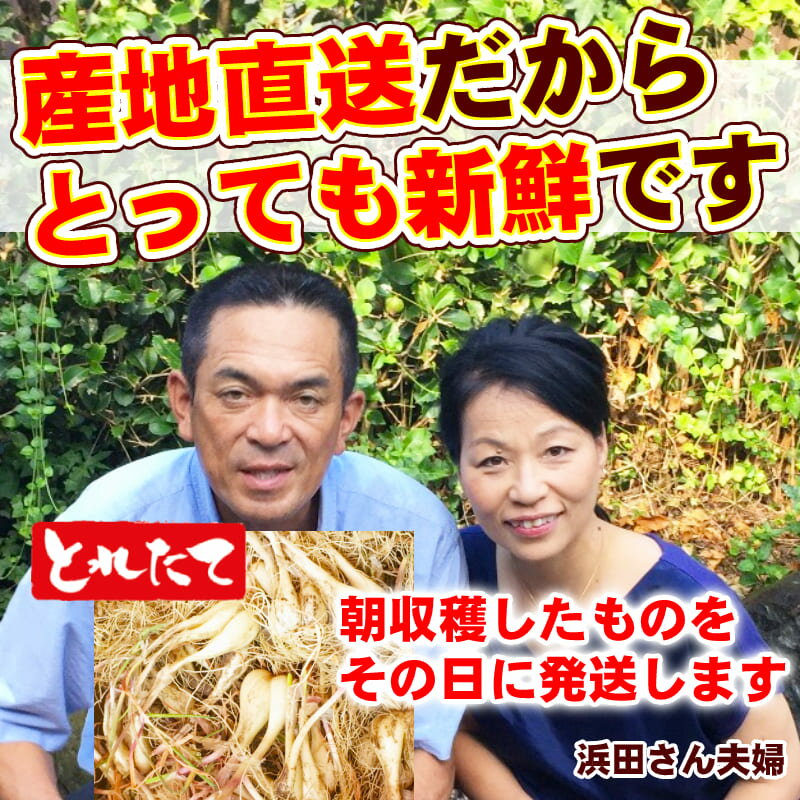 鳥取県産砂丘らっきょう3kg【送料無料】生らっきょう簡単漬けのレシピ付き砂付き根付き茎付き大きさ不揃いらくだ浜田園福部産種苗土