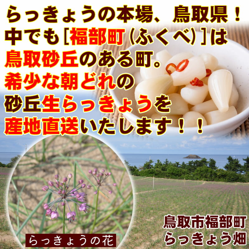 鳥取県産砂丘らっきょう3kg【送料無料】生らっきょう簡単漬けのレシピ付き砂付き根付き茎付き大きさ不揃いらくだ浜田園福部産種苗土