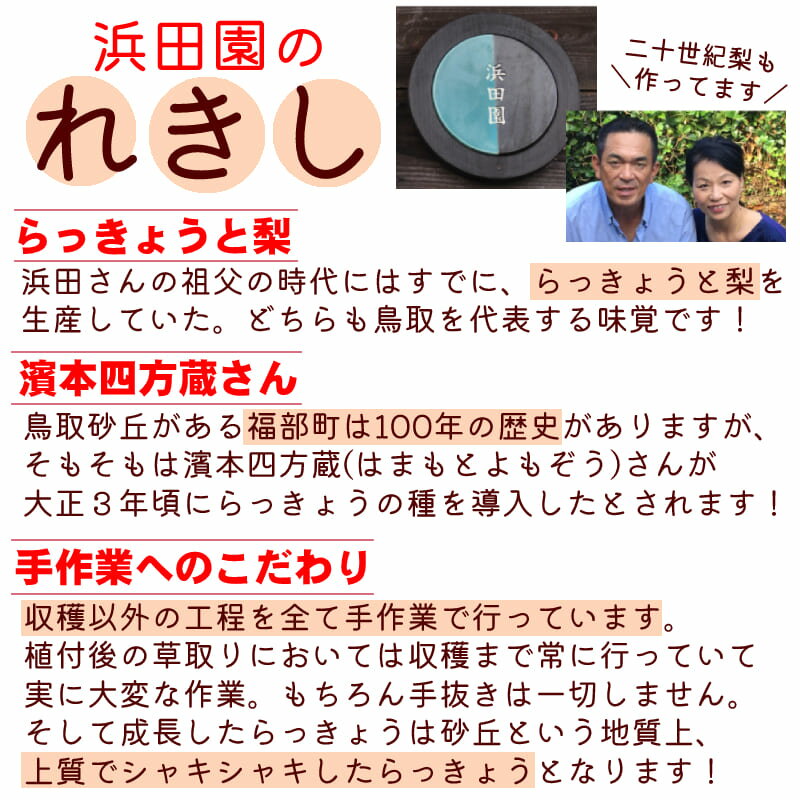 鳥取県産砂丘らっきょう3kg【送料無料】生らっきょう簡単漬けのレシピ付き砂付き根付き茎付き大きさ不揃いらくだ浜田園福部産種苗土