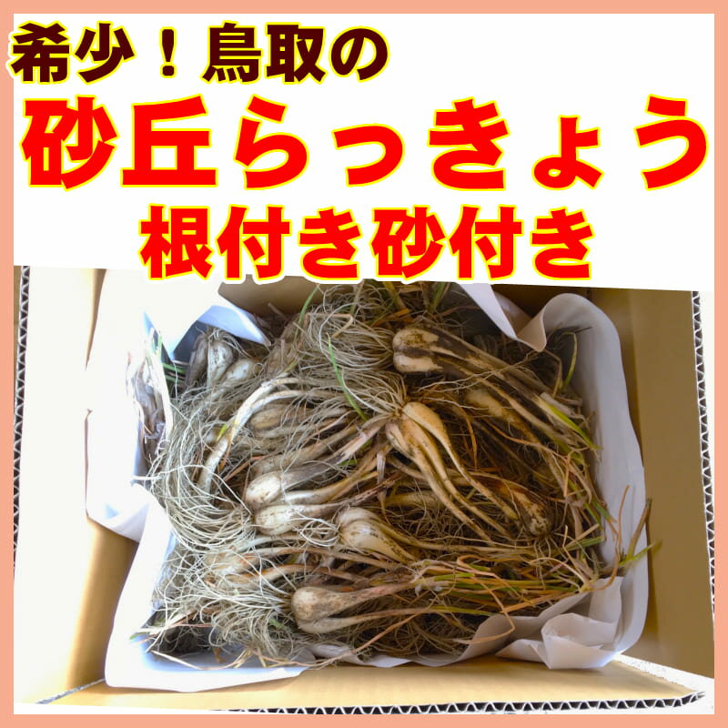 鳥取県産砂丘らっきょう3kg【送料無料】生らっきょう簡単漬けのレシピ付き砂付き根付き茎付き大きさ不揃いらくだ浜田園福部産種苗土