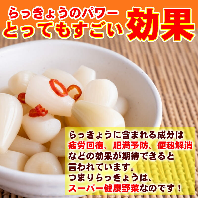 鳥取県産砂丘らっきょう3kg【送料無料】生らっきょう簡単漬けのレシピ付き砂付き根付き茎付き大きさ不揃いらくだ浜田園福部産種苗土