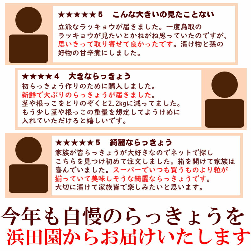 鳥取県産砂丘らっきょう3kg【送料無料】生らっきょう簡単漬けのレシピ付き砂付き根付き茎付き大きさ不揃いらくだ浜田園福部産種苗土