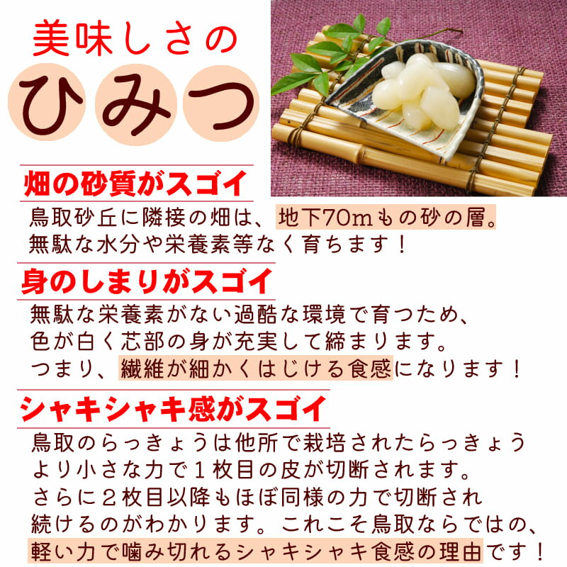 鳥取県産砂丘らっきょう3kg【送料無料】生らっきょう簡単漬けのレシピ付き砂付き根付き茎付き大きさ不揃いらくだ浜田園福部産種苗土