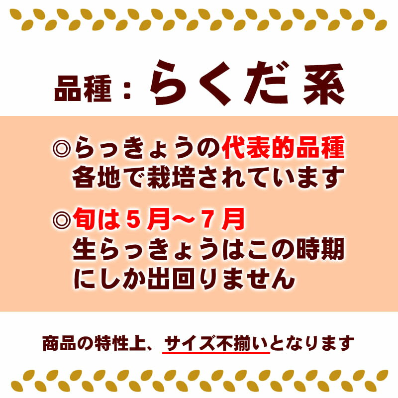 鳥取県産砂丘らっきょう3kg【送料無料】生らっきょう簡単漬けのレシピ付き砂付き根付き茎付き大きさ不揃いらくだ浜田園福部産種苗土