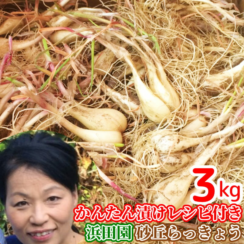 鳥取県産砂丘らっきょう3kg【送料無料】生らっきょう簡単漬けのレシピ付き砂付き根付き茎付き大きさ不揃いらくだ浜田園福部産種苗土