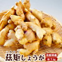 ＼熟成の辛味 茲矩生姜／国産しょうが【送料無料】生ショウガ 鳥取特産 1kg 茲矩(これのり)生姜 ジンジャー 産地直送 鳥取県 鹿野町 はらだ農産