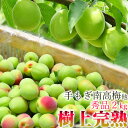 ＼楽天1位／【予約限定販売 完熟ウメ】送料無料 梅 2kg 南高梅 豊後梅 紅さし梅 国産 最高級 ブレンド 完熟 うめ 樹上完熟 手もぎ 梅酒 梅干し 梅肉 鳥取県産 広岡農場 ウメ ふるさと【冷蔵】【予約】