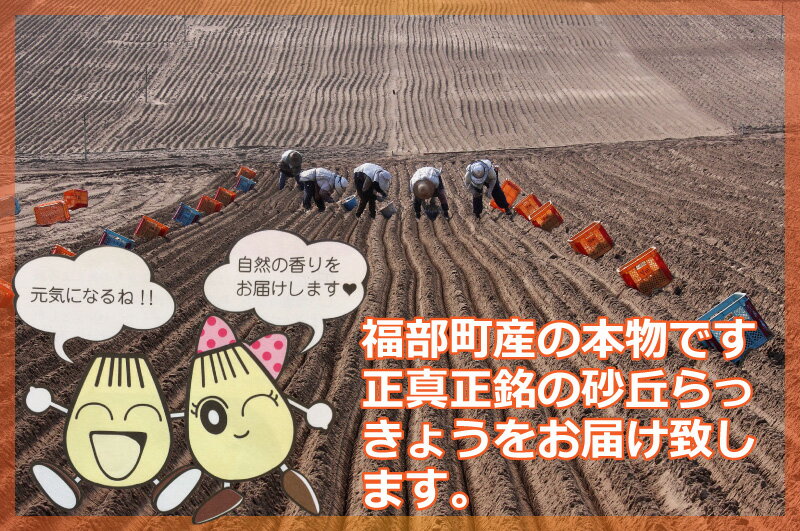 鳥取県産砂丘らっきょう3kg【送料無料】生らっきょう簡単漬けのレシピ付き砂付き根付き茎付き大きさ不揃いらくだ浜田園福部産種苗土