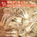 鳥取県産 砂丘らっきょう 3kg 生らっきょう 砂付き 根付...