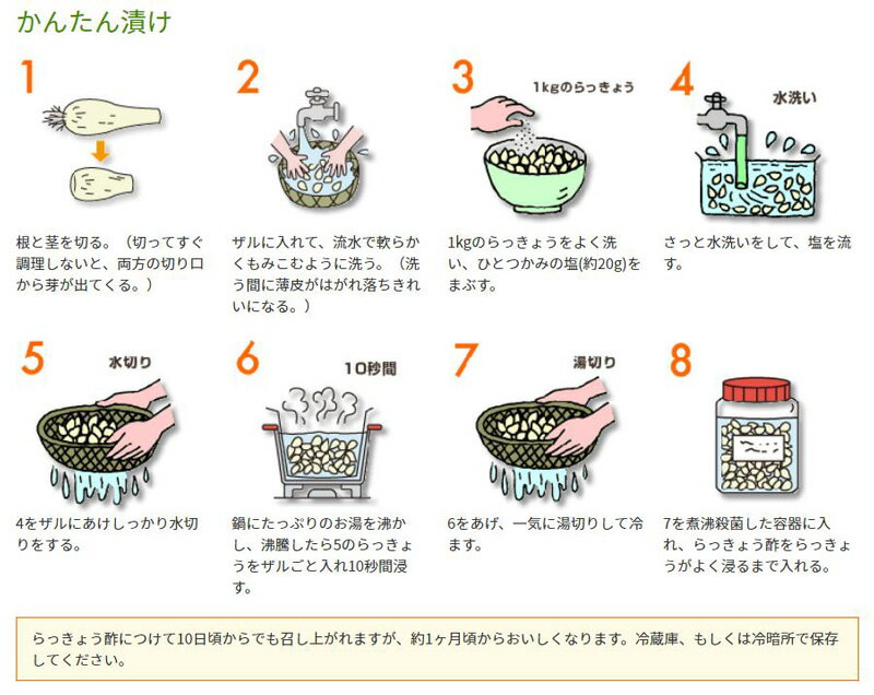 鳥取県産砂丘らっきょう3kg【送料無料】生らっきょう簡単漬けのレシピ付き砂付き根付き茎付き大きさ不揃いらくだ浜田園福部産種苗土