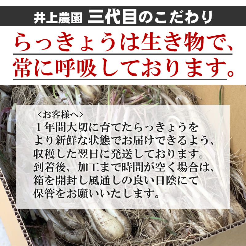 《新鮮》鳥取県産生らっきょう3kg井上農園土根茎付きらくだ大きさ不揃い種苗