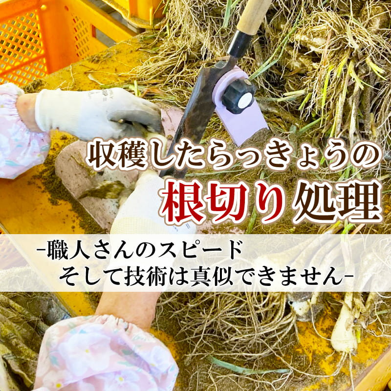 《新鮮》鳥取県産生らっきょう3kg井上農園土根茎付きらくだ大きさ不揃い種苗