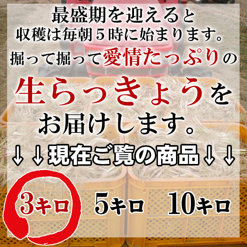 《新鮮》鳥取県産生らっきょう3kg井上農園土根茎付きらくだ大きさ不揃い種苗