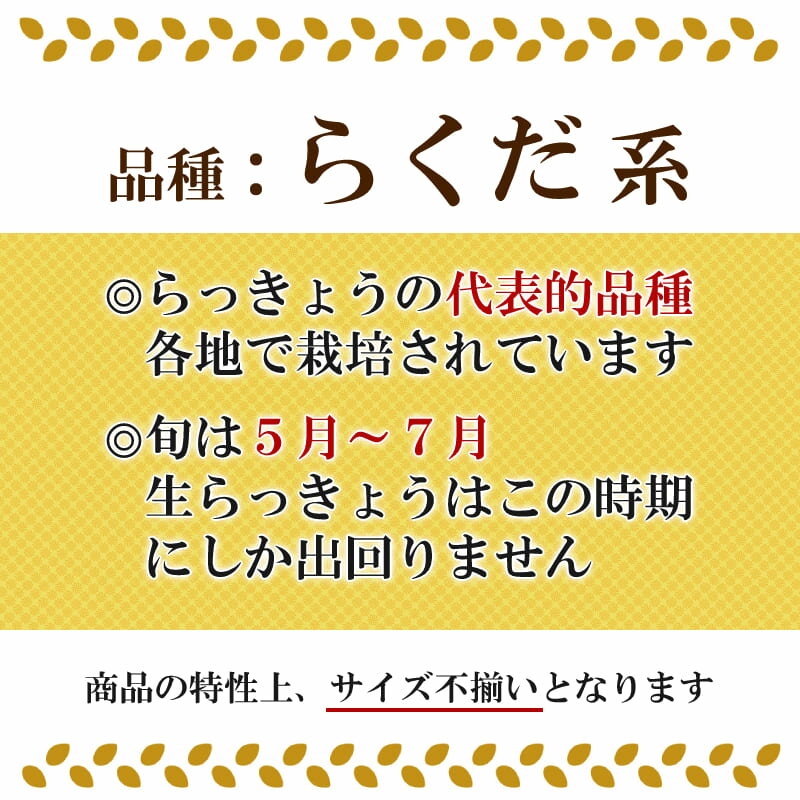 《新鮮》鳥取県産生らっきょう3kg井上農園土根茎付きらくだ大きさ不揃い種苗